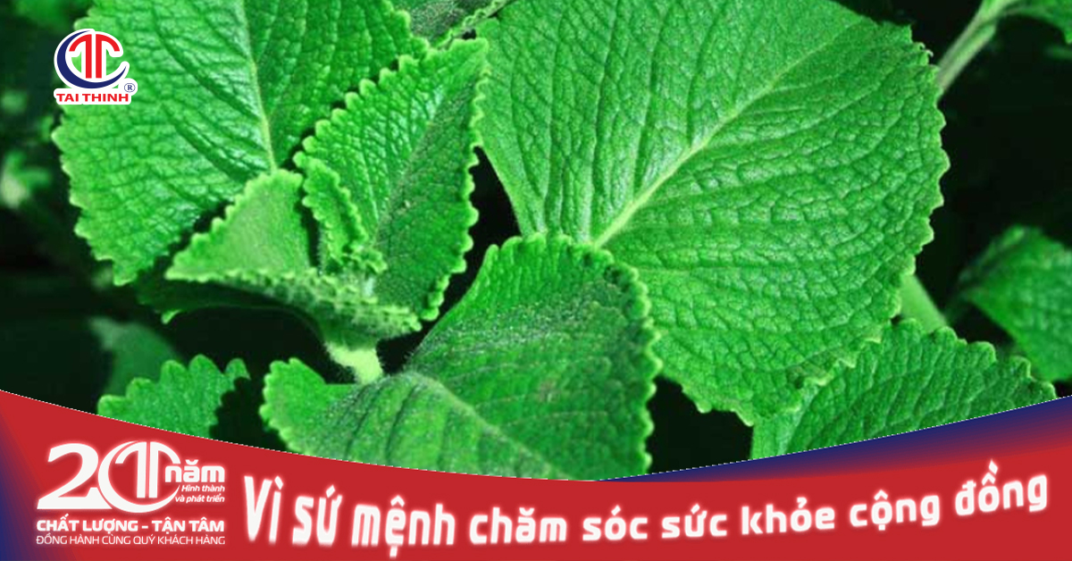 ĐIỂM QUA NHỮNG CÔNG DỤNG NỔI BẬT CỦA CÂY RAU TẦN